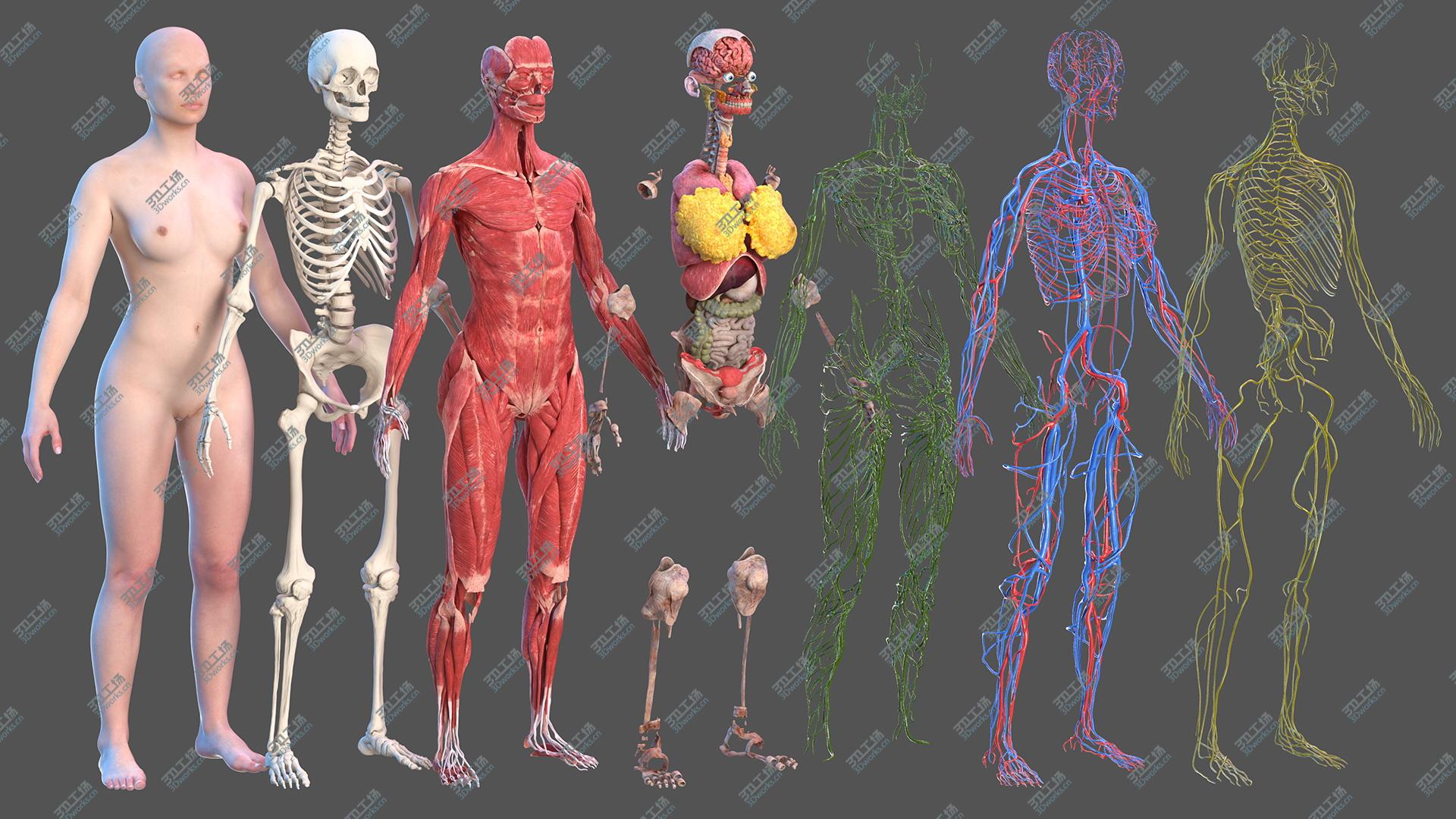 images/goods_img/20210114/Complete Female Body Anatomy 3D model/5.jpg